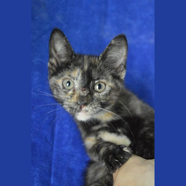 Photo of Celeste