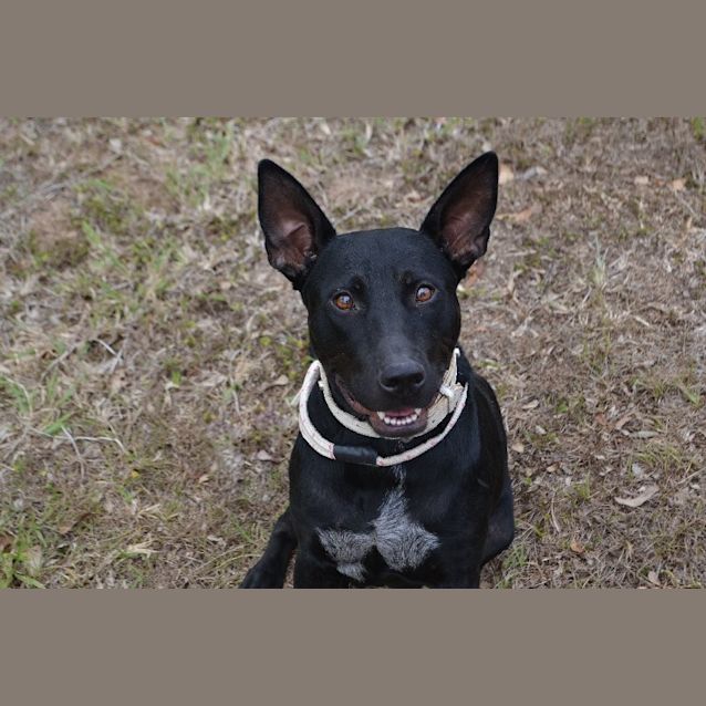 Photo of Darla(video Included)