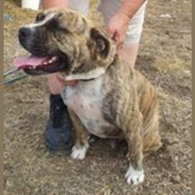 Photo of Clooney (Adoption Pending)