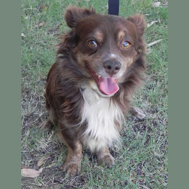 Photo of Pepsi Cola
