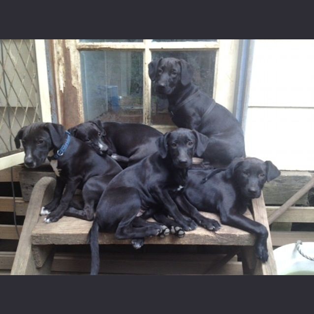 Photo of Link, Jack, Bob (Males) Cherry, Jess, Tara (Femle)