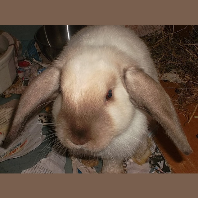 Photo of Errol
