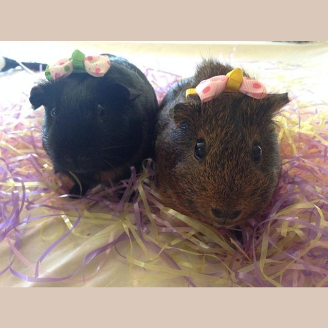 Photo of Dusk And Clover