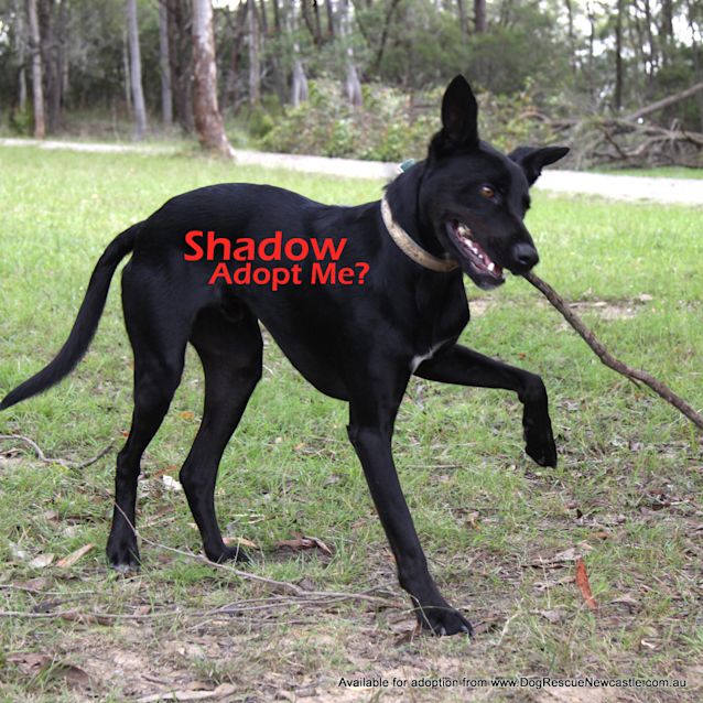 Photo of Shadow (Adopted By Carer 25/11/14
