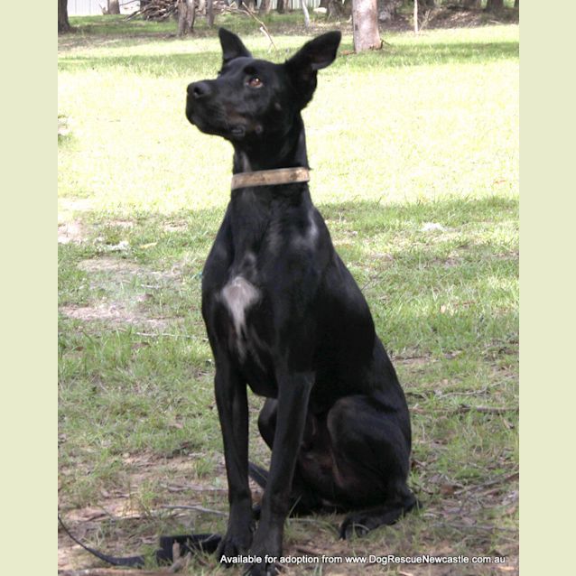 Photo of Shadow (Adopted By Carer 25/11/14