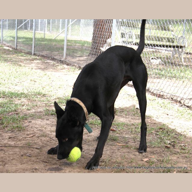 Photo of Shadow (Adopted By Carer 25/11/14