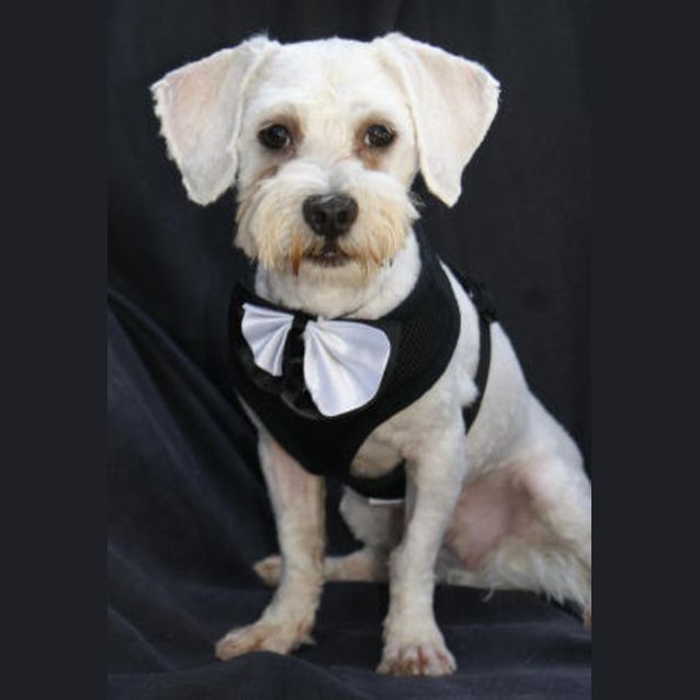 Photo of Mr Darcy