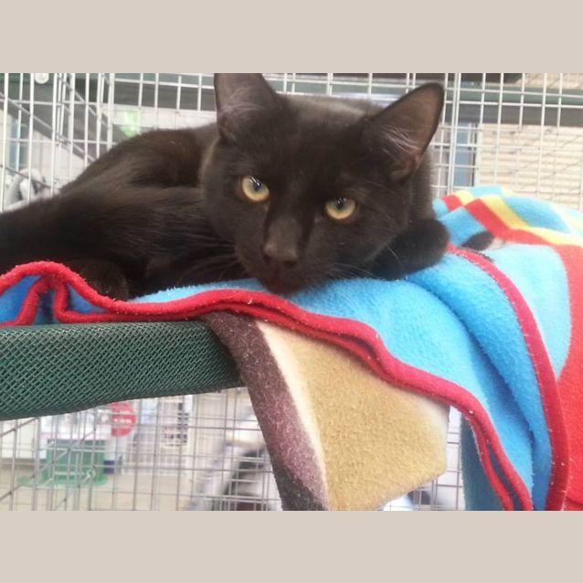 Photo of Jensen (C614)