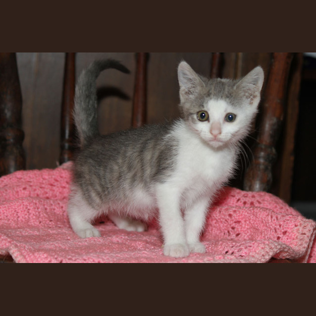 Photo of Titchee (C607)