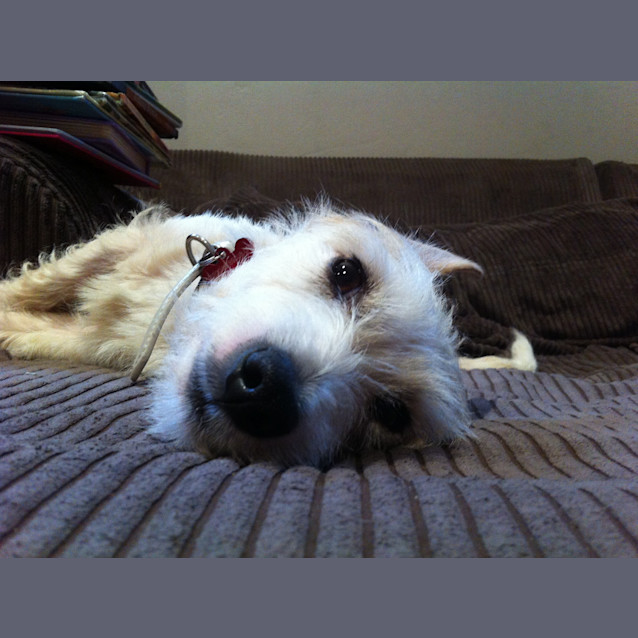 Photo of Dudley