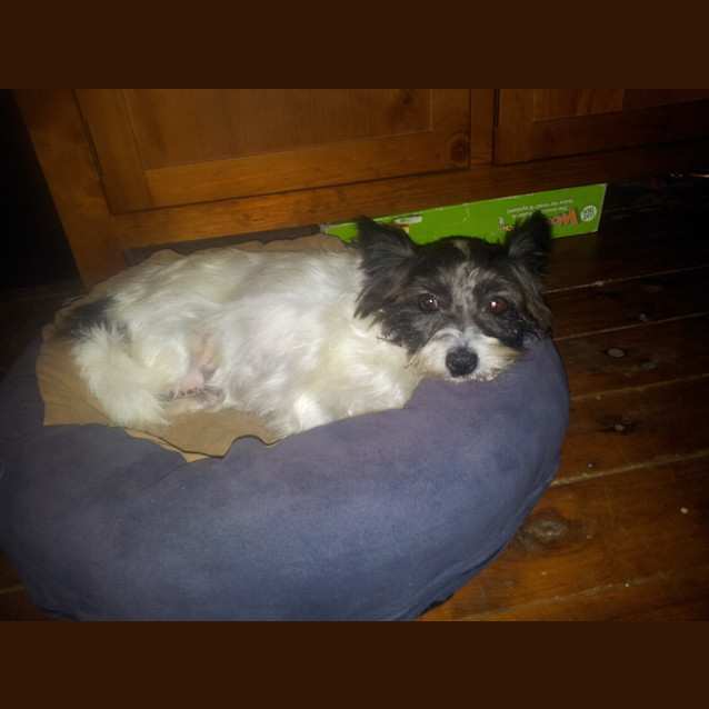 Photo of Jade