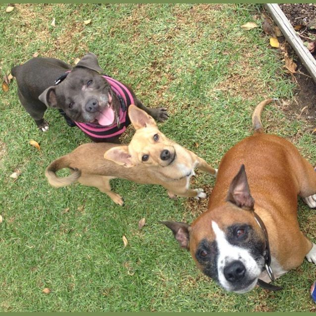 Photo of Taco   No More Applications Please 