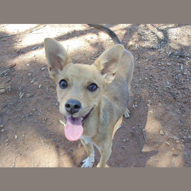 Photo of Taco   No More Applications Please 