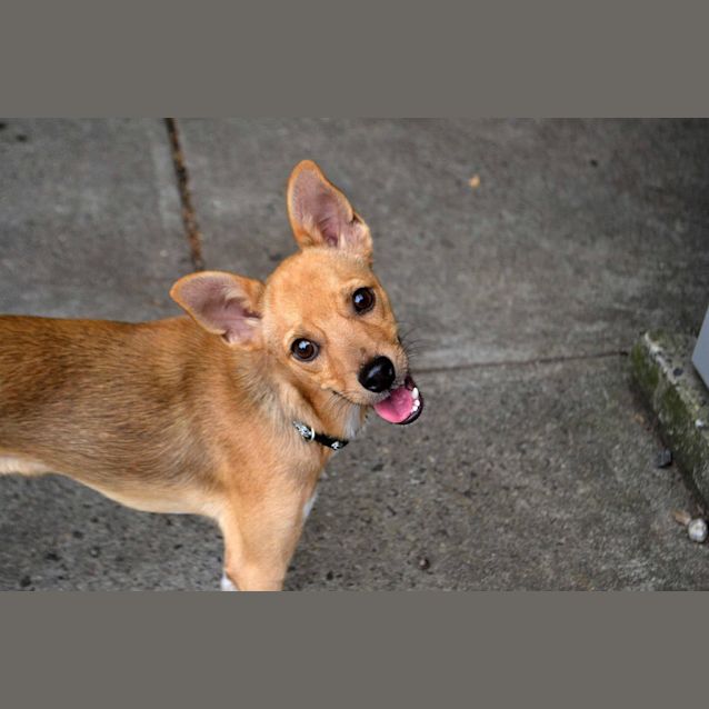 Photo of Taco   No More Applications Please 