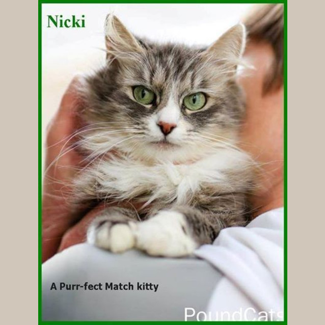Photo of "Nicki"   Purrfect Match