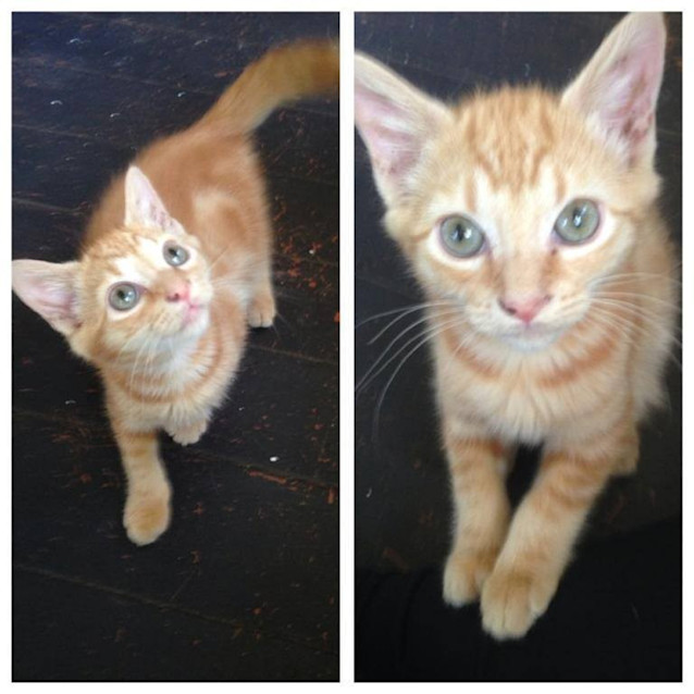 Photo of Jack (C975)