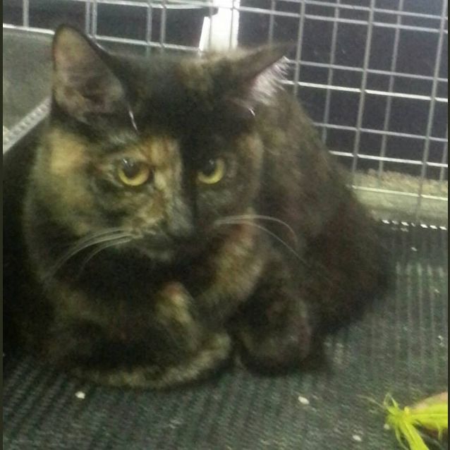 Photo of Autumn (C618)