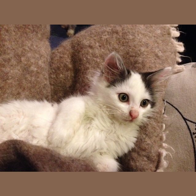 Photo of Cleo
