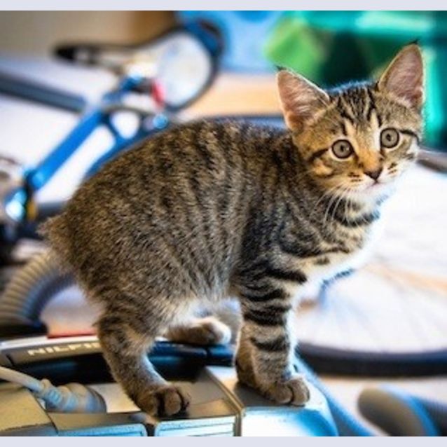 Photo of Rabbit (Ec0013)