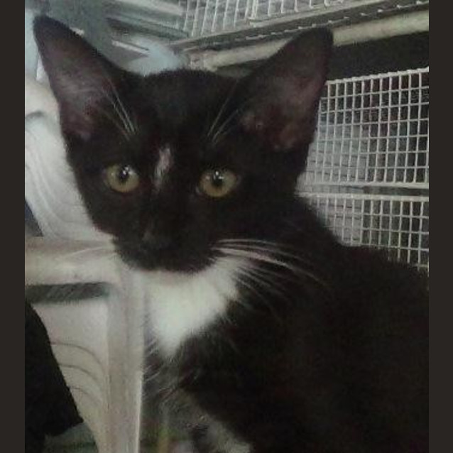 Photo of Sadie