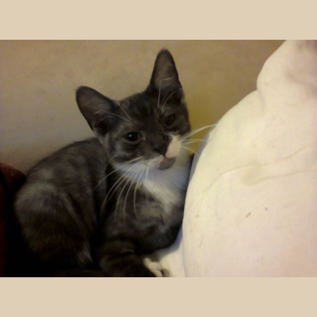 Photo of Jeremy (Squawks Pet Store)