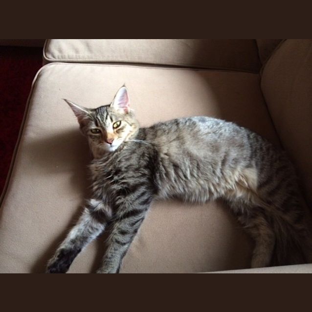Photo of Tinsel