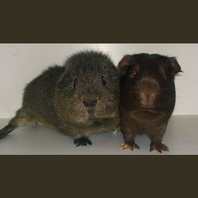 Photo of Rex & Mr Choc