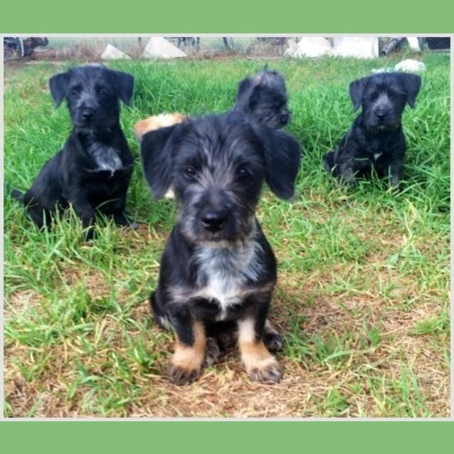 Photo of Five Terrier Puppies