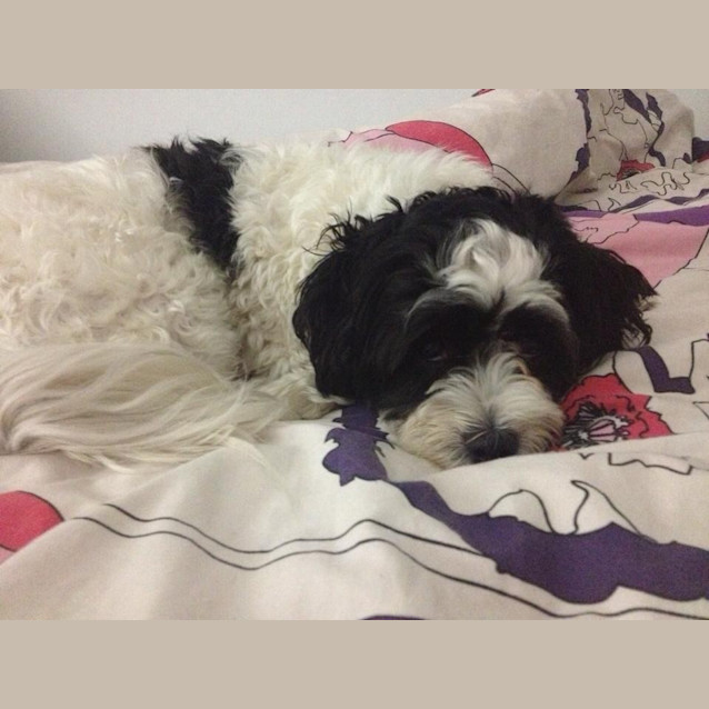 Photo of Lottie