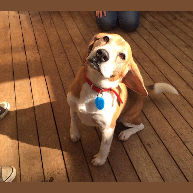 Photo of Chester
