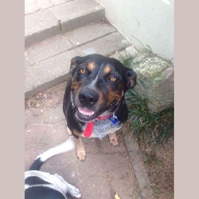 Photo of Bella (3) (By Carer 25/11/14) ~ Free