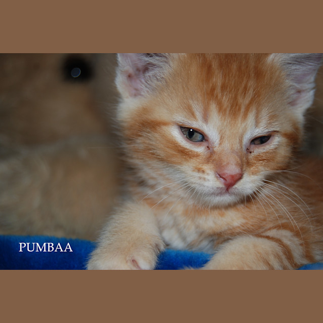 Photo of Pumbaa 