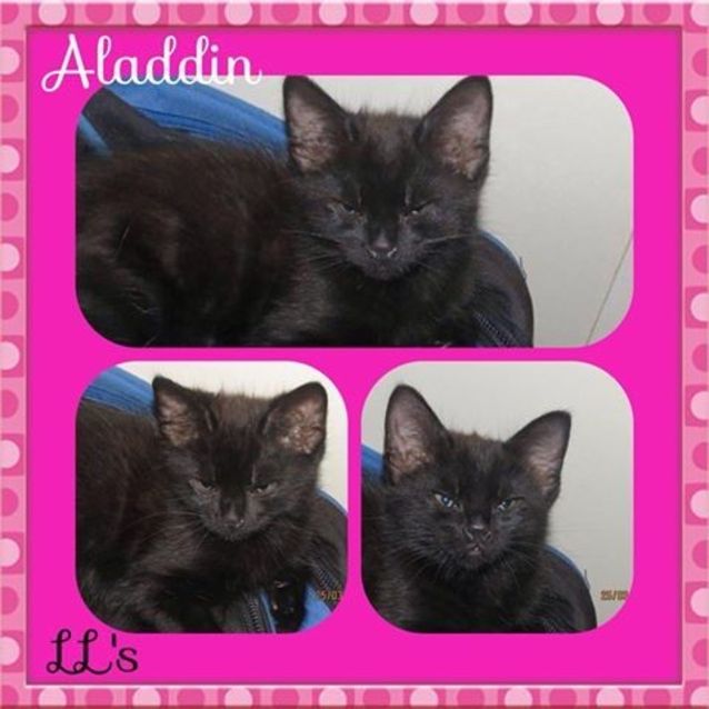 Photo of Aladdin