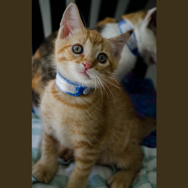 Photo of Garfield