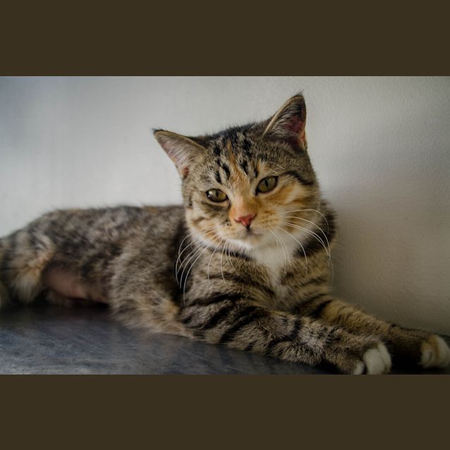 Photo of Cinnamon