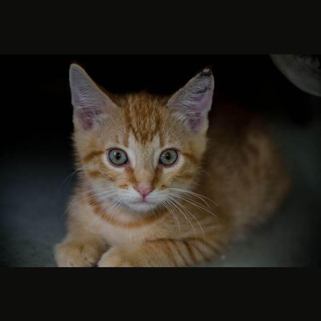 Photo of Fergus