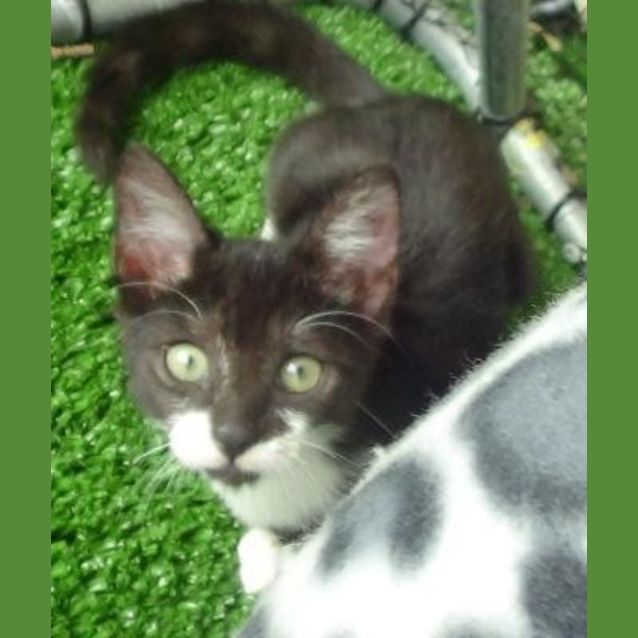 Photo of Oscar