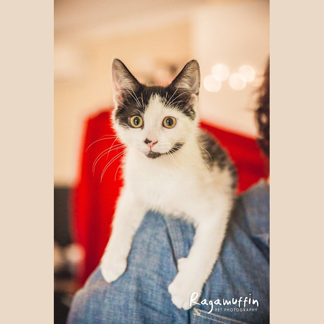Photo of Bruno (Located In Templestowe)