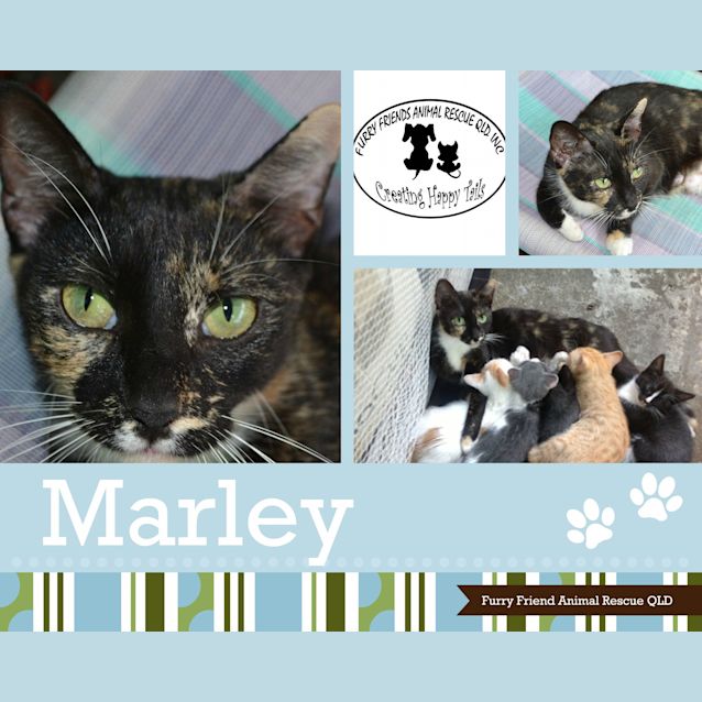 Photo of Marley