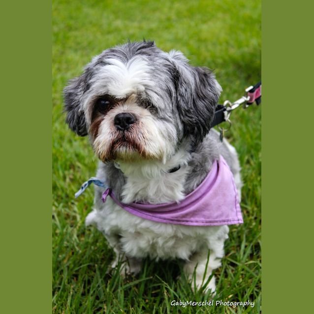 Photo of Koby