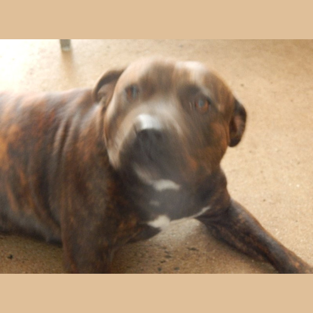 Photo of Fatso