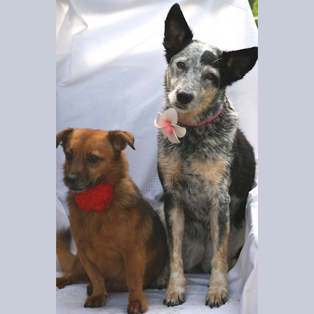 Photo of Bailey And Rosie