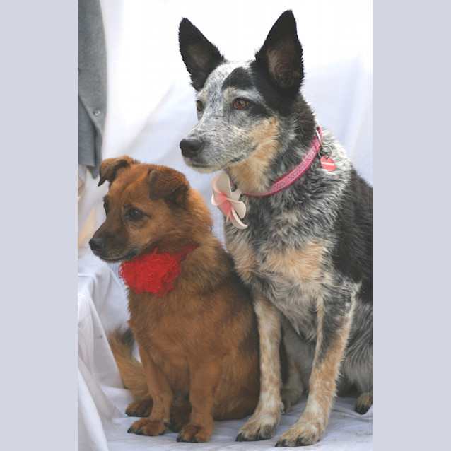 Photo of Bailey And Rosie