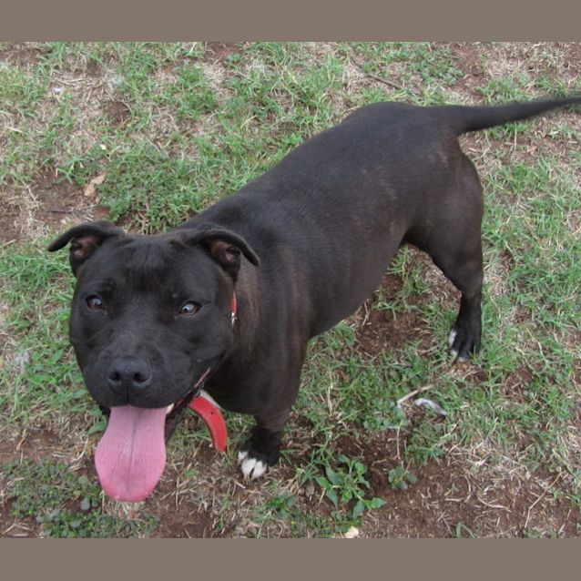 Photo of Pepsi .. Purebred Staffy