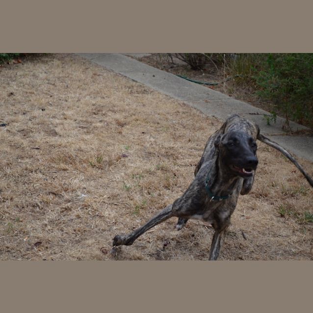 Photo of "Slim Dusty". Small Dog Friendly. Sydney Based