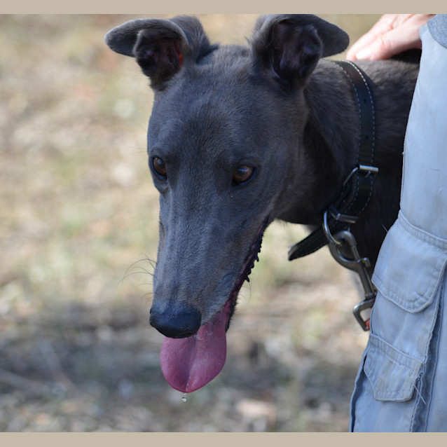 Photo of Maxwell (So Smart)