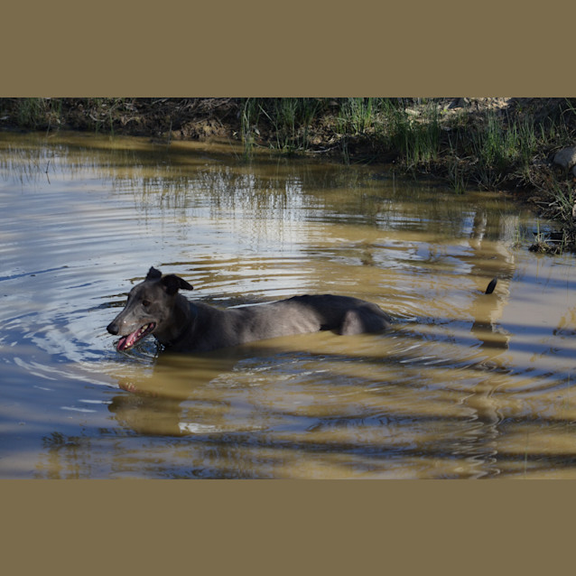 Photo of Maxwell (So Smart)