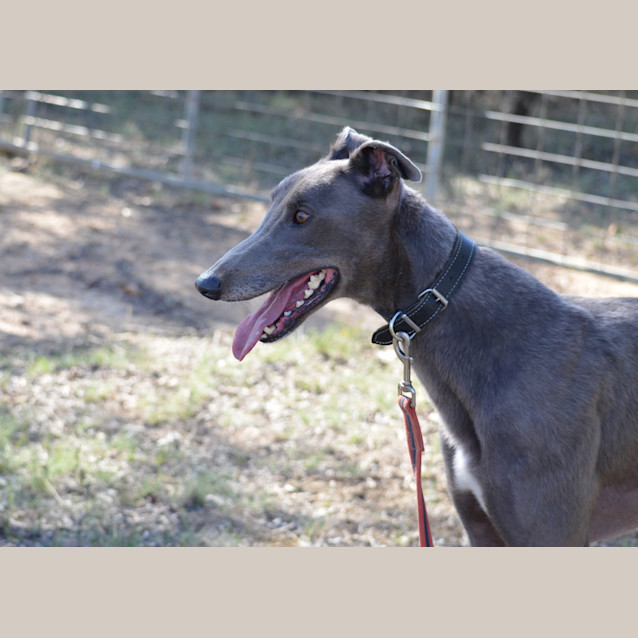 Photo of Maxwell (So Smart)