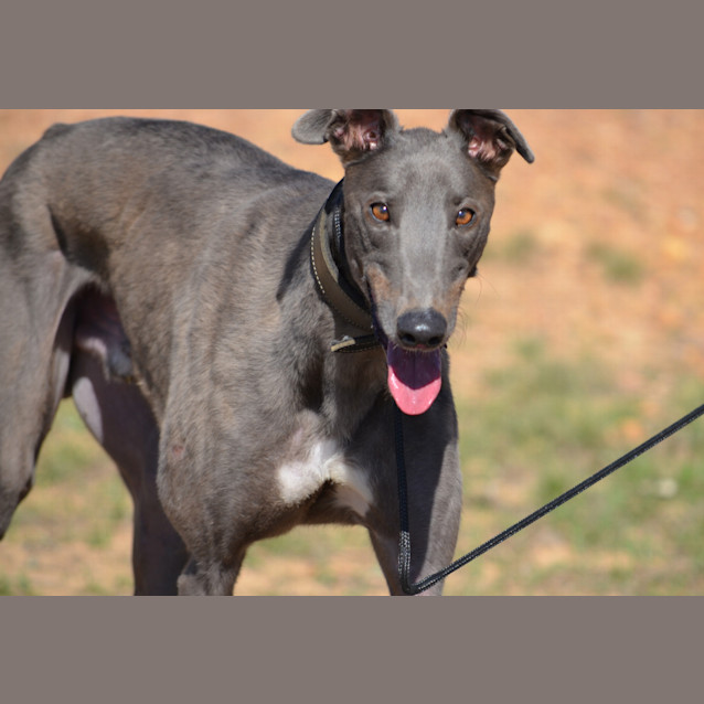 Photo of Maxwell (So Smart)