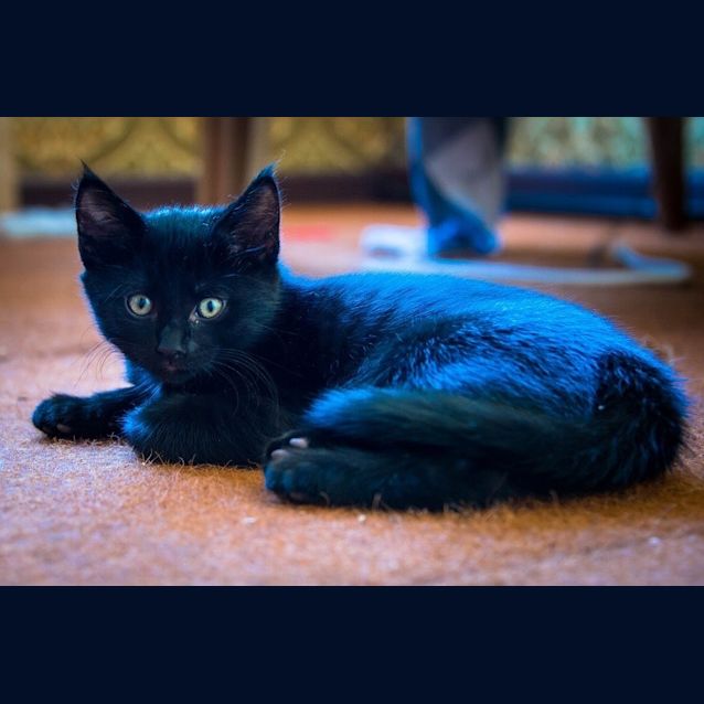 Photo of Prince (Ec0011)